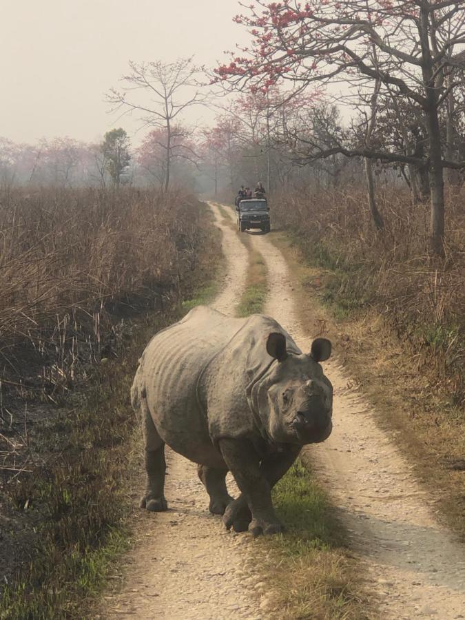 Tara Guesthouse - Sauraha,Chitwan Luaran gambar