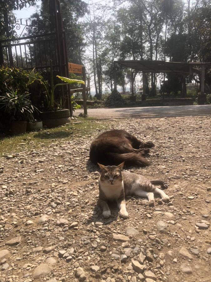 Tara Guesthouse - Sauraha,Chitwan Luaran gambar